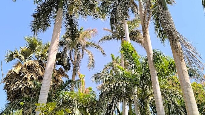 Aswan Private Tour Nobles Tombs and Botanical Island Exploration