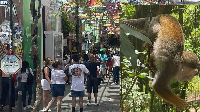 Combo : of Monkeys and Historical City Tour