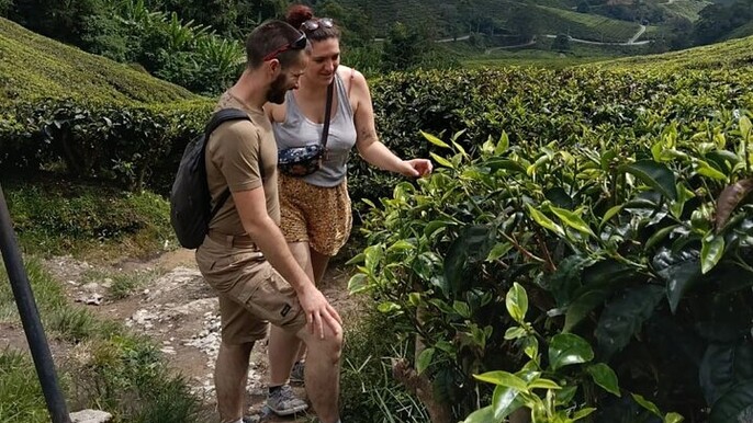 Cameron Highlands Day Tour from Ipoh Tea Plantations with Lunch B