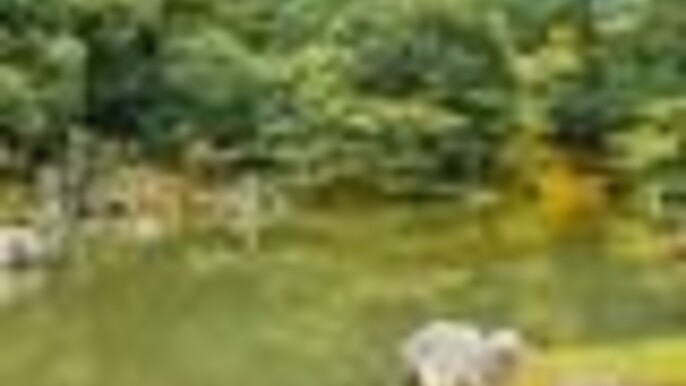 Kyoto: Arashiyama Bamboo Forest, Monkeys, Matcha & Temple Tour