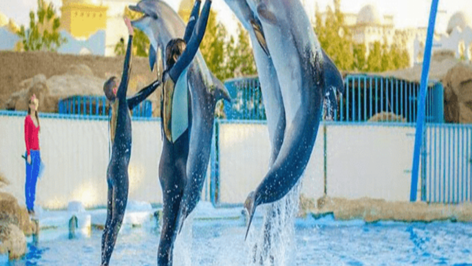 Dubai Dolphinarium Tickets – Indoor Marine Shows & Swim Options