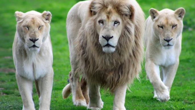 Dubai Safari Park – Family Day with Explorer Safari & Animal Shows