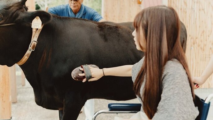 Farm Park Food Education Experience with Tajima Beef