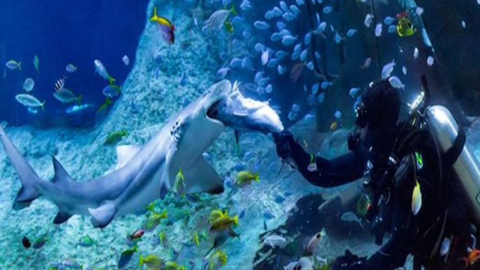 Dubai Aquarium Experience + Zoo Access