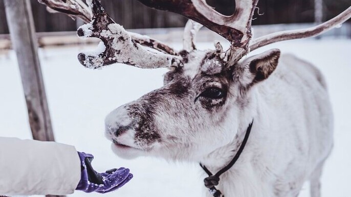 Arctic Fjord Tour Feed Reindeer and Experience Sámi Culture