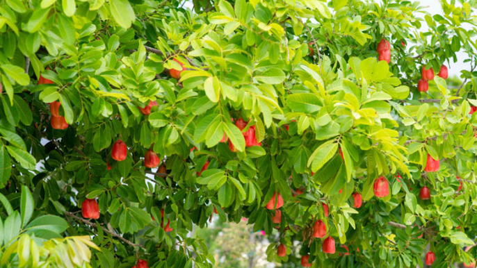 Jamrock Moves: Reggae & Traditional Dance Experience