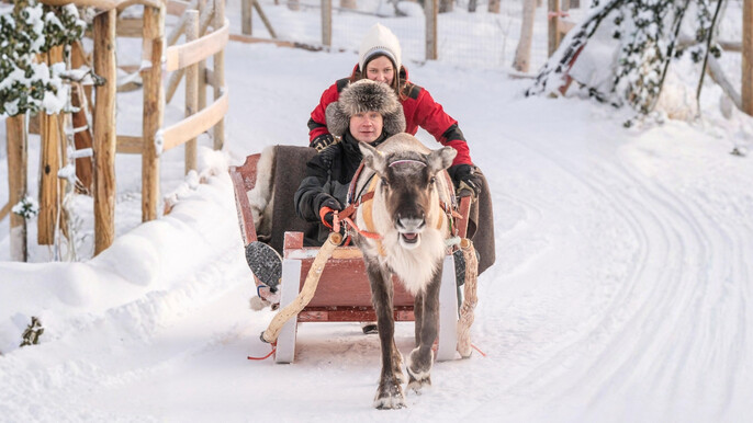 Reindeer Safari at a 200-Year-Old Farm & 2.5 km Sled Ride