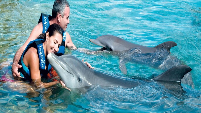Dubai Dolphinarium: Dolphin & Seal Show Tickets