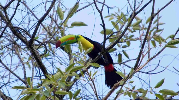 Birdwatching Experience in Minca