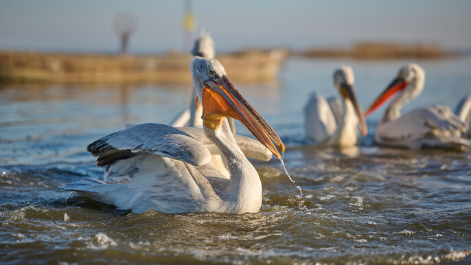 The Southern Marmara Birding Trail