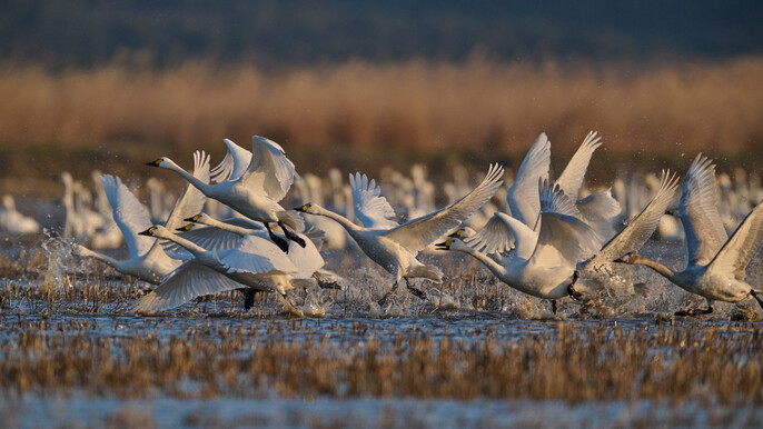 Wild Swan & Waterbird Spectacle