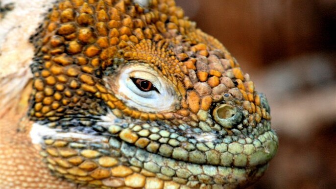 Tour to North Seymour & Las Bachas beach * (Santa Cruz) *