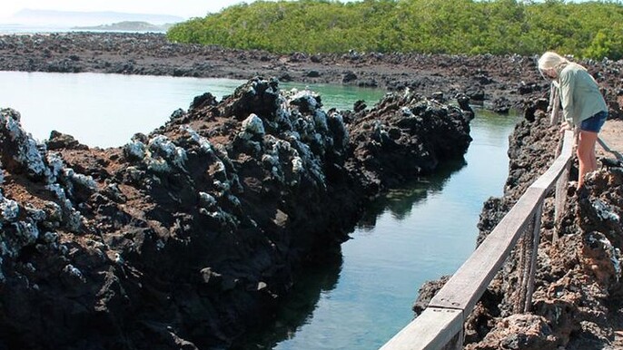 Half day tour / Trekking & snorkeling to Isla Tintoreras (Isabela Island)