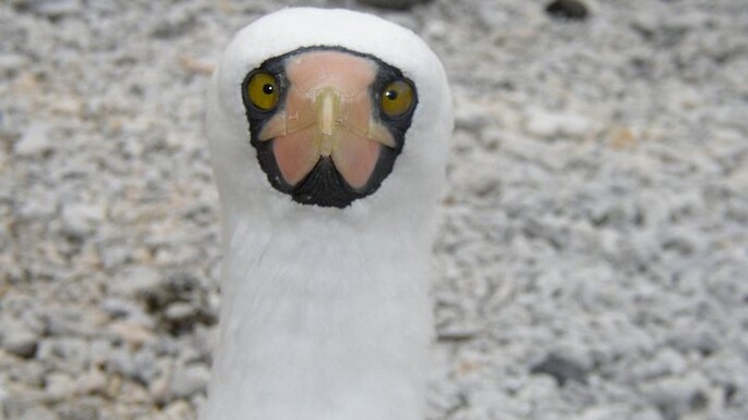 Visit to Spanish island * (San Cristobal) *