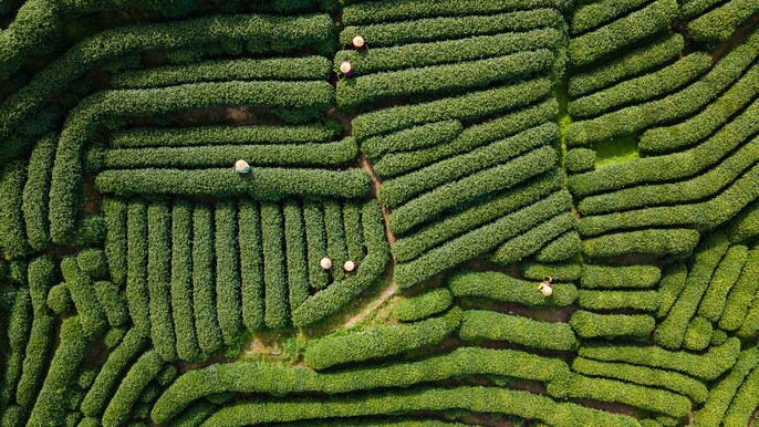 4 Days in Hangzhou: Tea Heritage, Private Tour