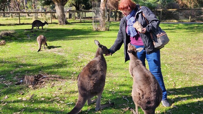 Premium Adelaide Hills Day Tour - Cruise Only