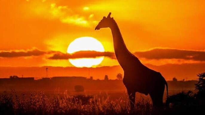 Explore Cape Town Central with Car or Minivan