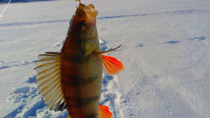 Ice fishing trip by car - private group