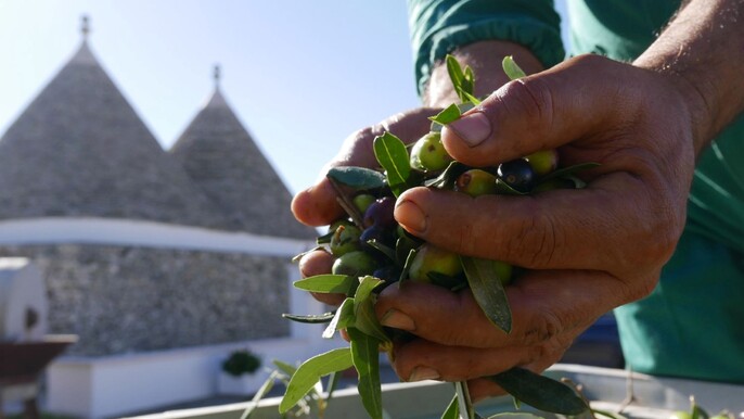 Martina Franca: Olive Oil Mill Tour & Tasting Experience