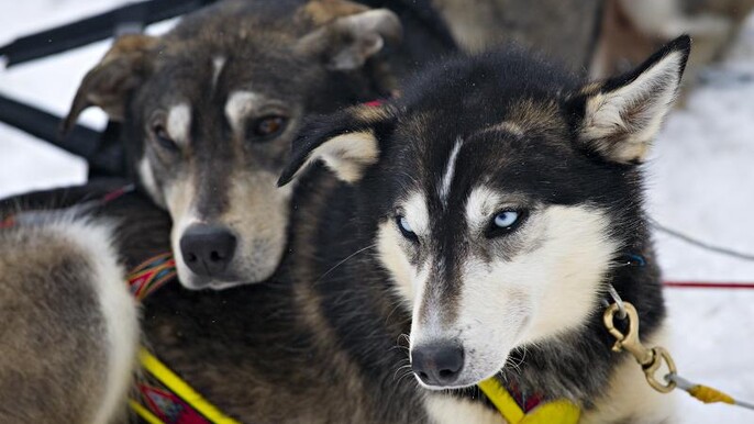 Safari to husky farm by snowmobile (50km)