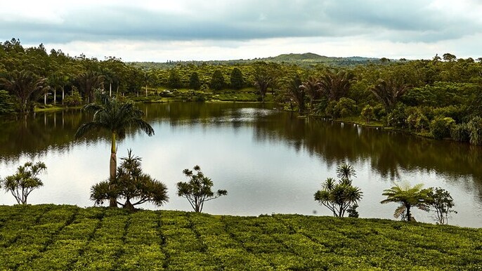 Tea Route: Private South Tour with Pickup and Lunch available