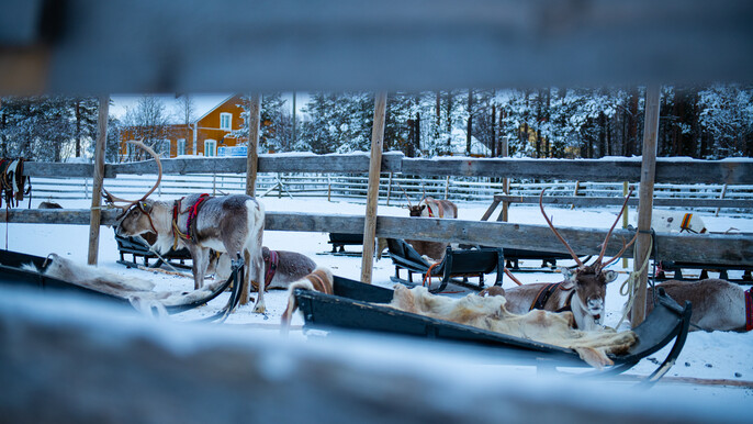 Safari to reindeerfarm by snowmobile - Private group