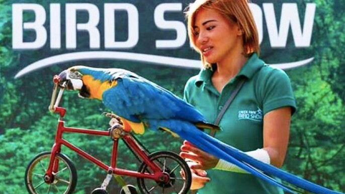 Dubai Dolphinarium Exotic Bird Show Tickets