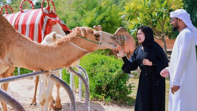 Guided Trip To Camel Farm Dubai Tickets