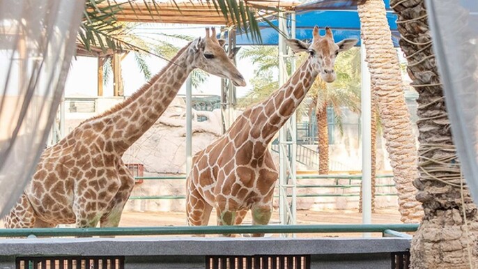 Emirates Park Zoo Abu Dhabi Tickets