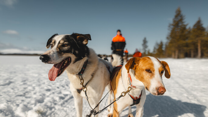 Husky Adventure - 16 km husky safari