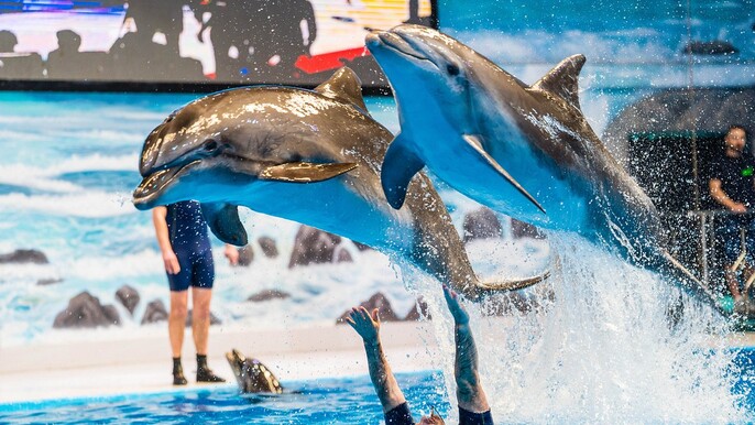 Dubai Dolphinarium Tickets