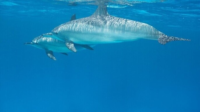 Dolphin House Trip Snorkeling & Water Sports with Lunch /Hurghada