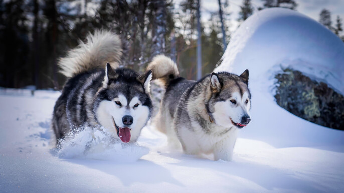 Husky Safari Winter Tour & Barbeque - 6-10 km Self-Driving Mushing - Small Group