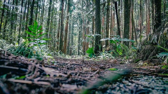 Kyoto Arashiyama Insider Walking Tour