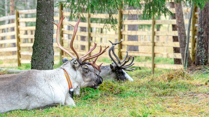 Full Day Reindeer & Husky Adventure with Photographer in Rovaniemi