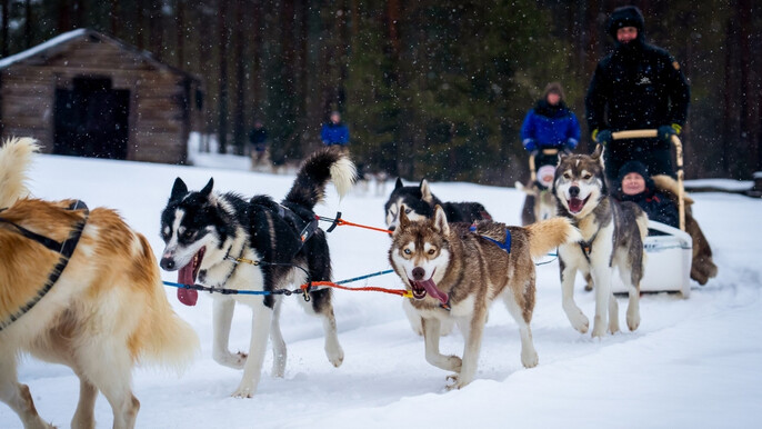 Husky Safari Winter Tour & Barbeque - 6-10 km Self-Driving Mushing - Small Group