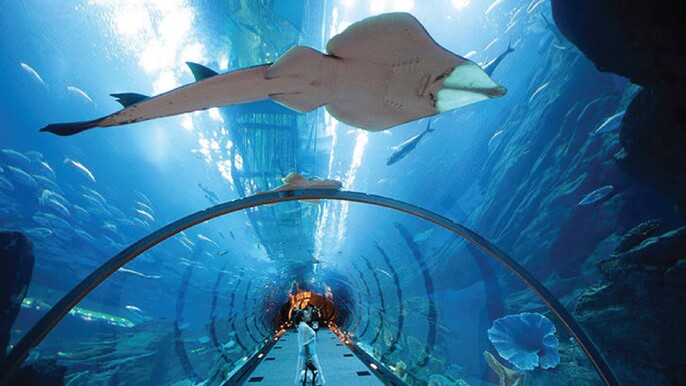 The National Aquarium Abu Dhabi Ticket