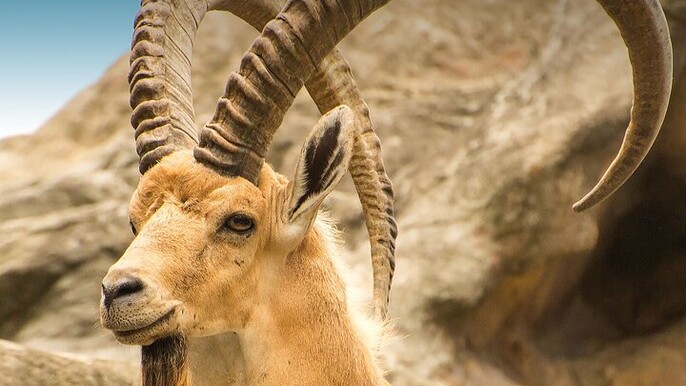 Hegra Tour: AlUla’s No.1 Haven For Nature, Wildlife Lovers