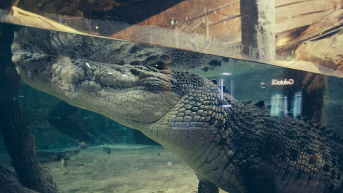 Emaar Akvaryum Istanbul Entrance Pass