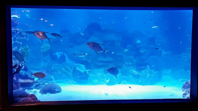 Istanbul Akvaryum Entrance Ticket