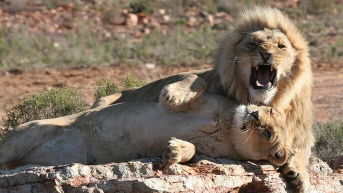 Big 5 Safari Adventure at Aquila with Wine Tasting Escape