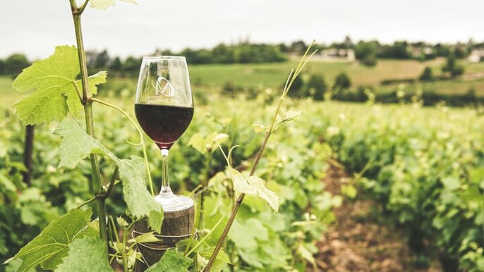 Kefalonian Robola Wine Harvest Experience