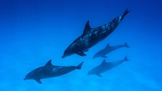 Experience Dolphin Watching with Your Kids Sharm El Sheikh