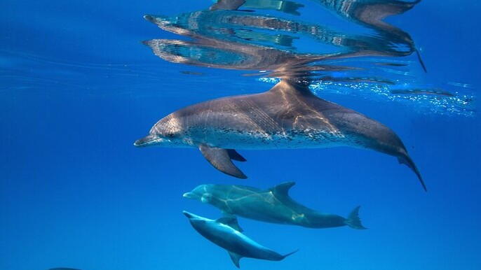 Swim with Dolphins for 15 minutes with Transfer: Sharm El Sheikh