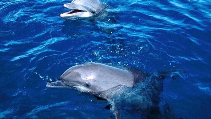 Swim with Dolphins for 30 minutes with Transfer: Sharm El Sheikh