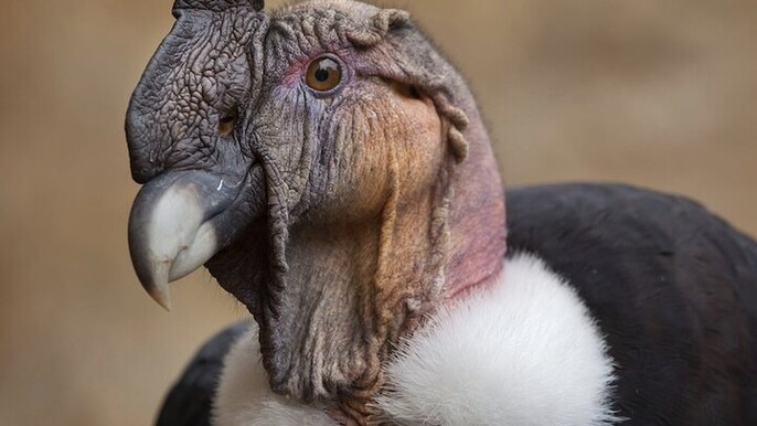 Volcán Antisana Tour: Condor Sightings and Natural Wonders