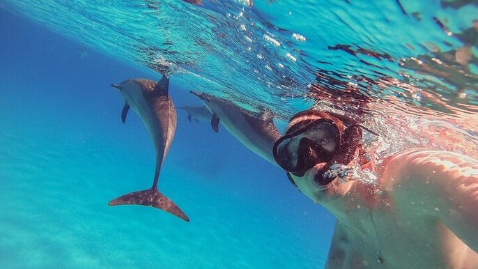 Snorkeling with Dolphins & Lunch In Sataya Reefs From Marsa Alam