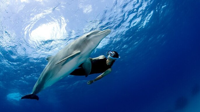 Private Speedboat to Dolphin House with Water Sports :Hurghada