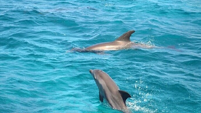 Private Dolphin House Speedboat Trip with Parasailing / Hurghada