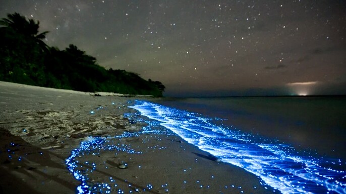 (Private) Sunset & Bioluminescence Adventure at Los Arcos